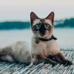 Nutrition of the Siamese Cat: food, quantity, frequency of meals
