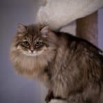 Nutrition of the Siberian cat: food, quantity and frequency of meals