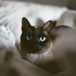 Nutrition of the Tonkinese Cat: foods, quantity and frequency of meals
