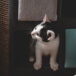 Pheromones for cats: what they are and how they are received