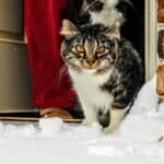 Protecting the cat from the cold: useful tips