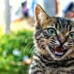 Recognizing the signs of Aggression in Cats and how to treat it