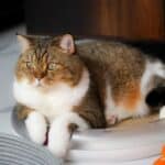 Sad cat: signs, causes and remedies for feline sadness