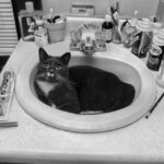Simple tips to bathe your cat