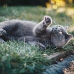 Soft belly in cats: causes, remmidies