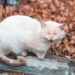 Stomach pain in cats: home remedies