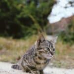 The cat eats sand: causes, risks and the tips to avoid it