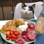 The cat is always hungry: the causes and what to do