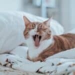 The cat is tired: what are the signs to understand it