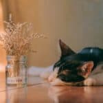 The cat suffers from epilepsy: causes, symptoms and remedies