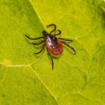 Ticks and fleas in cats: all you need to know