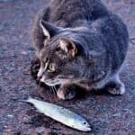 Toxic substances that can poison the cat