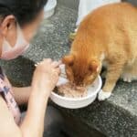 Why is my Cat fussy about eating?