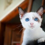 Arginine for Cats: what it is and why it is essential for your cat