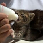 Artificial milk for kittens: what it is, how to use it and how is it different than mother's milk