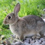 Can Cats eat Rabbit based recipes as a part of their food?