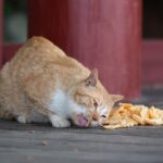 Easy Recipes for Biscuits for Cats: great snacks to prepare at home