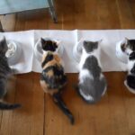 Feeding the cat: the ideal diet, foods not recommended, all you need to know