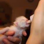 Feeding the kitten: how to feed it in its first months of life