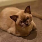 Ideal feeding of the Burmese Cat: food, quantity, frequency of meals