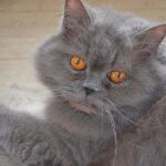 Ideal nutrition of the British Longhair Cat: foods, quantity and frequency of meals