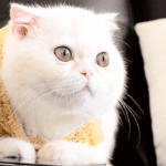 Ideal nutrition of the Exotic Shorthair Cat: foods, quantity and frequency of meals