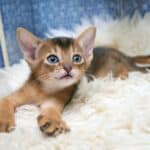 Nutrition of the Abyssinian Cat: food, quantity, frequency of meals