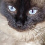 Nutrition of the Balinese Cat: doses, frequency and foods