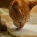 Recipes for kittens based on milk and derivatives: nourishing formulas