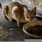 Risks and Remedies when the cat has a habit of overeating