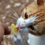 The Cat is undernourished: how to recognize malnutrition, the causes and how to feed it