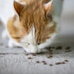 The cat eats too little: possible causes, risks and remedies