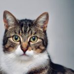 Vitamin B12 for Cats: why it is essential for cats and in which foods it is found