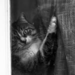 6 tips to prevent your cat from climbing the curtains