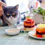 7 Facts about Cat nutrition that you may not know