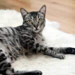 Can a domestic cat become feral?