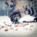 Can kittens eat adult cat food?
