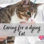 Caring for a Dying Cat