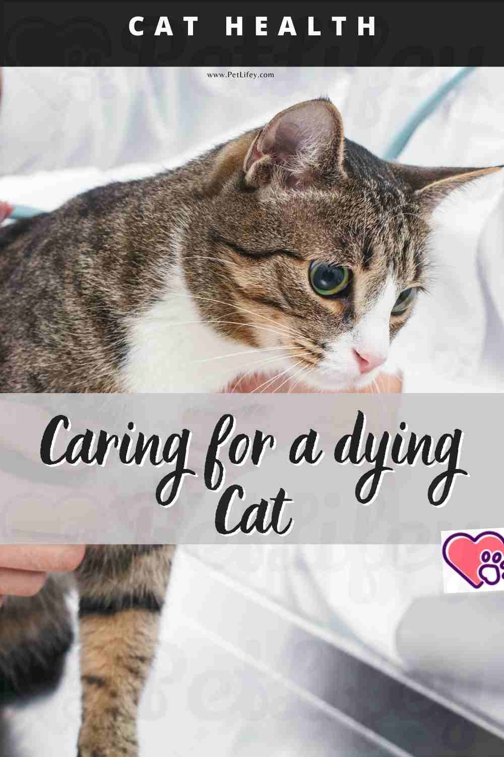 Caring for a Dying Cat