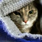 Cat in heat: 5 tips to calm her down