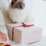 Cats as a gift