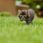Cats that stay small: breeds and characteristics
