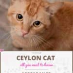 Ceylon-Cat-appearance-character-care-breeding-1