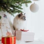 Christmas: how do I prevent my cat from destroying gift wrap?