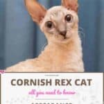 Cornish Rex Cat : appearance, character, care, breeding
