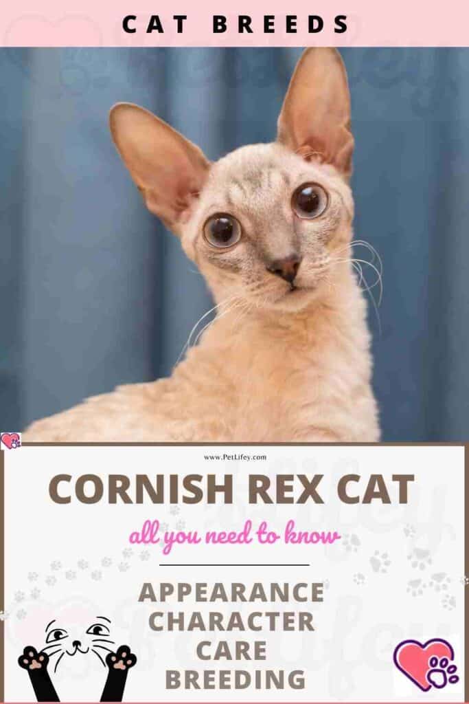 Cornish Rex Cat  appearance, character, care, breeding