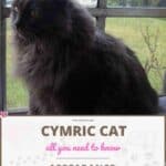 Cymric Cat: appearance, character, care, breeding