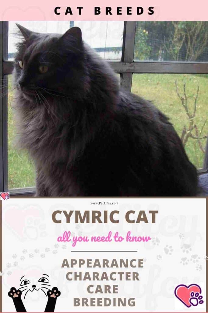 Cymric Cat appearance, character, care, breeding