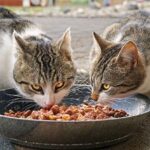 Do cats prefer hot or cold food?