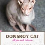 Donskoy or Don sphynx Cat: appearance, character, care, breeding
